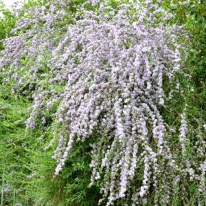 Kiedy kwitnie budleja i jak zadbać o jej długie kwitnienie?