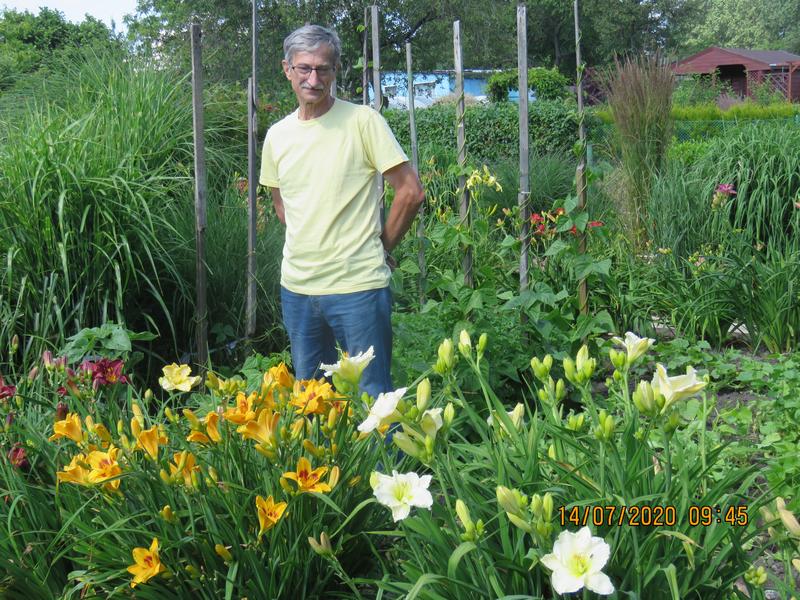 Liliowce: Długowieczne Kwiaty, Które Zasługują Na Większą Uwagę W Polskim Ogrodzie