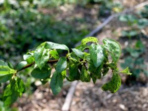 Oprysk mocznikiem na śliwy – kiedy i jak skutecznie to wykonać?