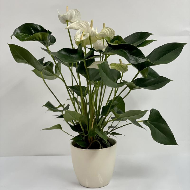 Najczęstsze błędy w pielęgnacji anturium