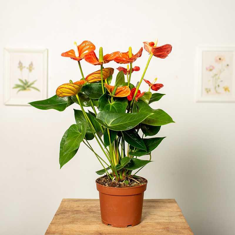 Pielęgnacja anturium w domu