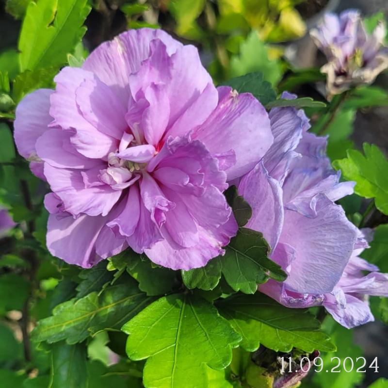 Podlewanie i nawożenie hibiskusa