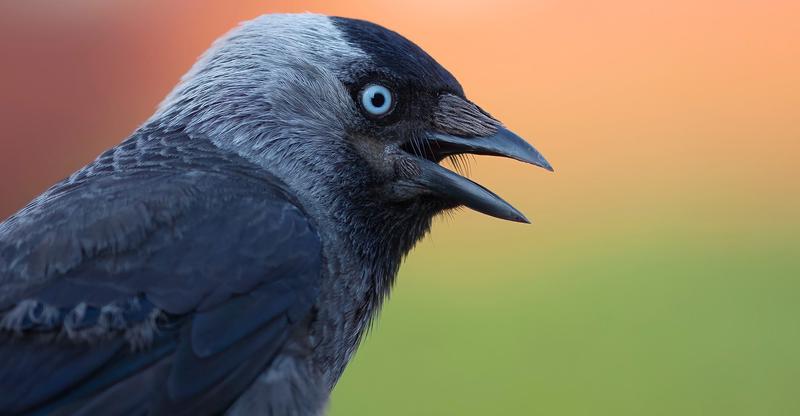 Różnice między kawką a gawronem