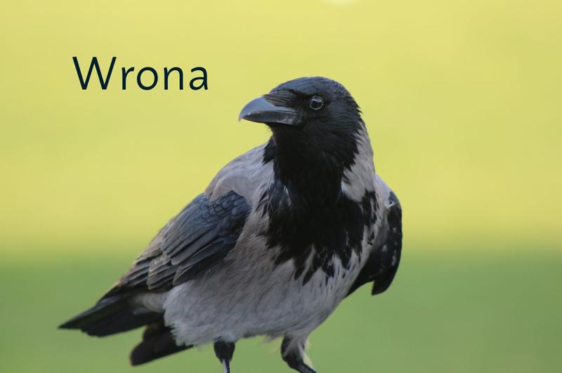 Rozpoznawanie ptaków w terenie