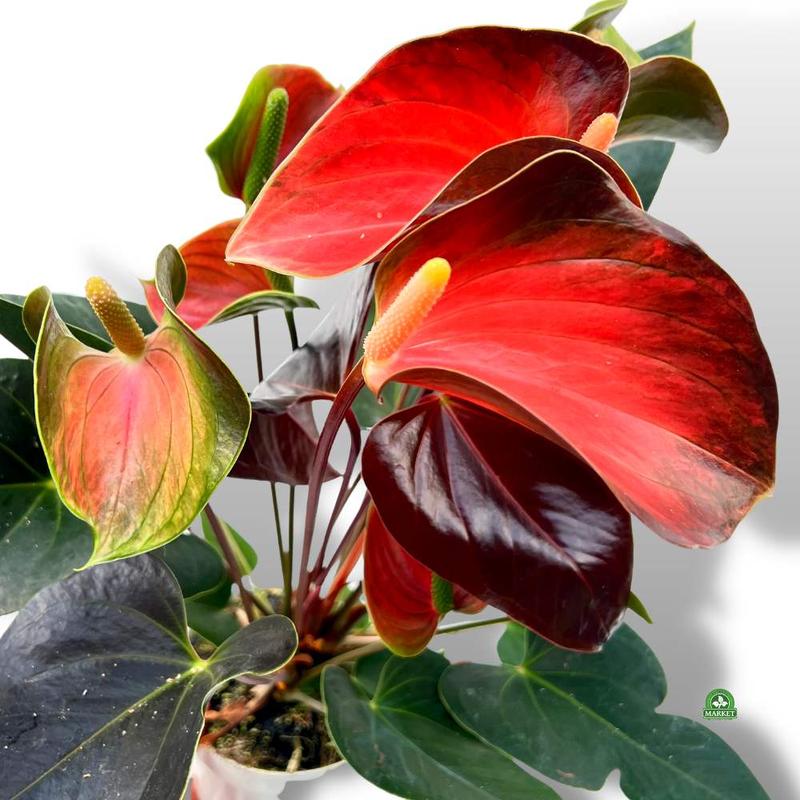 Anturium w twoim domu: Praktyczny poradnik o tym, czego unikać, by pięknie rosło