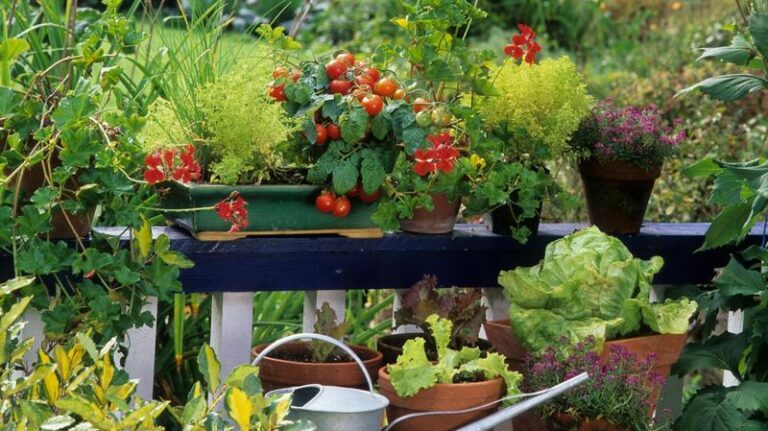 Odkryj, jakie warzywa można zasadzić na balkonie i ciesz się świeżymi plonami