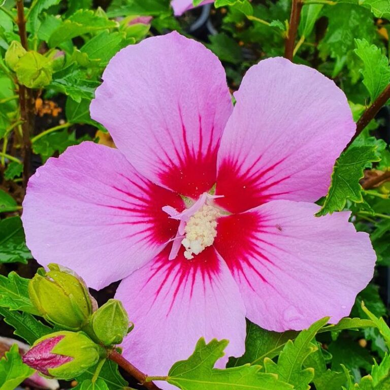 Sekrety udanej uprawy hibiskusa w domu – jak dbać o roślinę i ją pielęgnować?