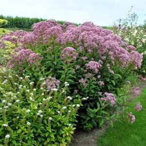 Jak skutecznie sadzić sadziec: wymagania, uprawa i pielęgnacja rośliny