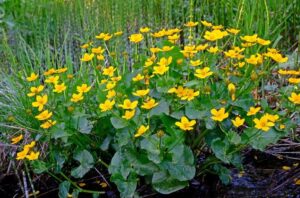 Najlepsze gatunki bylin idealnych na mokre podłoża – jak je wybrać?