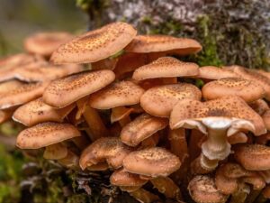 Opienki – jak je rozpoznać i czy są bezpieczne do spożycia?